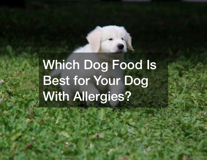 Which Dog Food Is Best for Your Dog With Allergies?