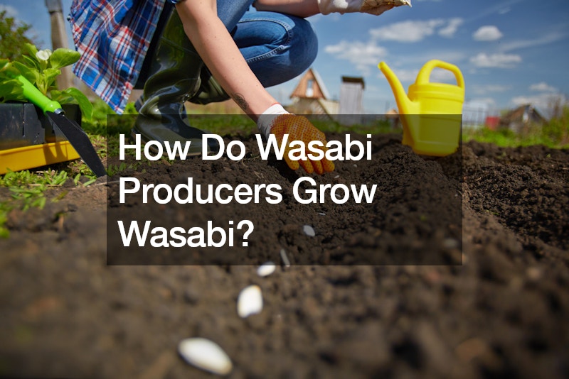 How Do Wasabi Producers Grow Wasabi?